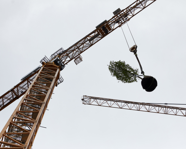 De eerste boom op Wonderwoods, 24 april 2023 - ©Milan Hofmans.jpg